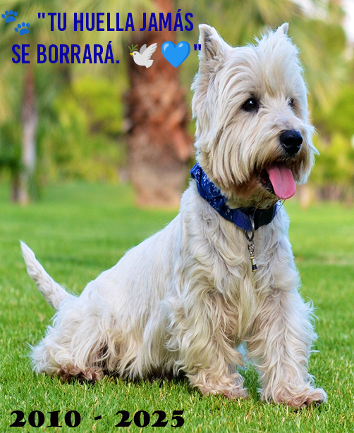 Llavero Acrílico Personalizado